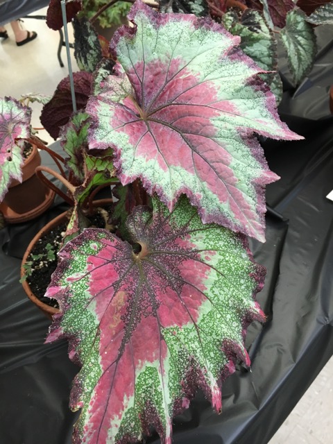 B. ‘Pendleton’